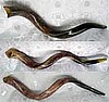 Yemenite Shofar